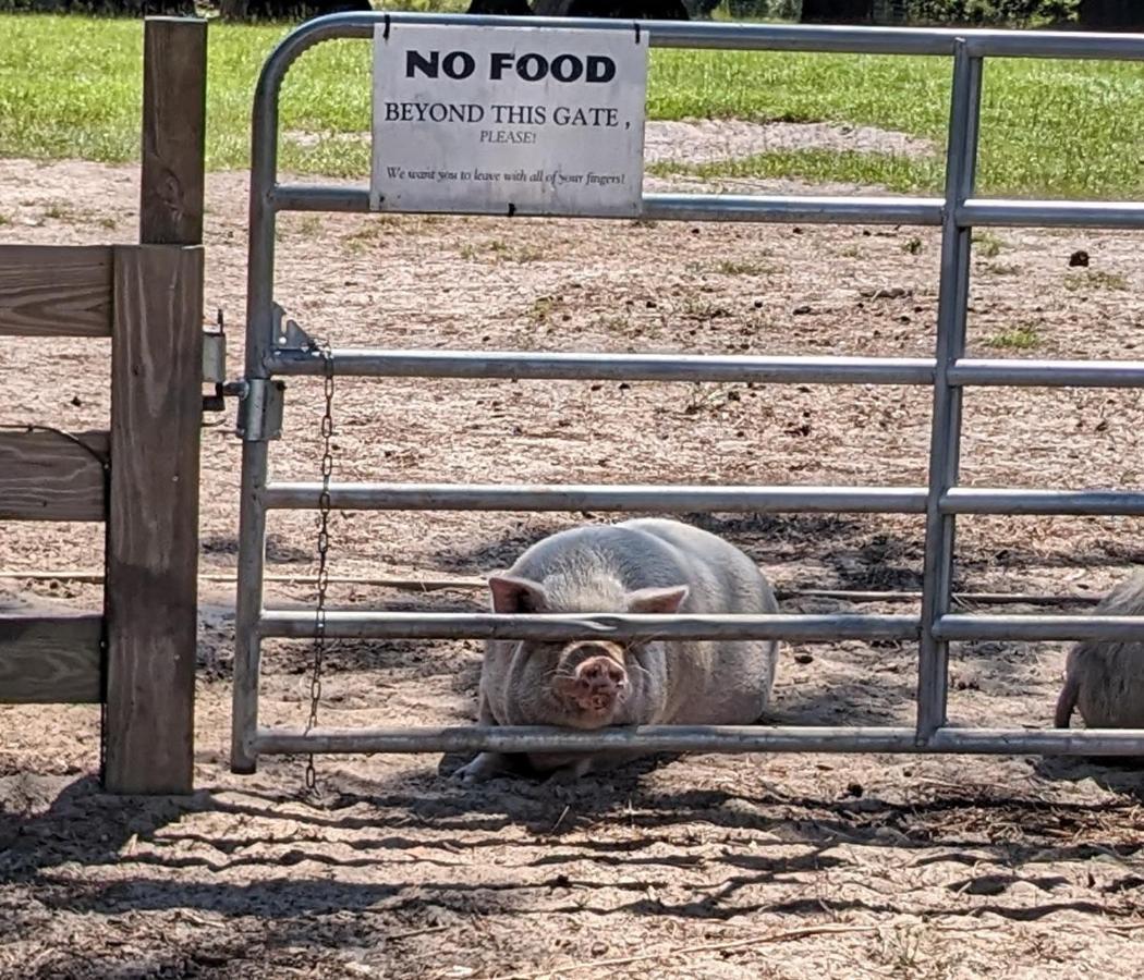 Rooterville Animal Sanctuary Melrose Exterior photo